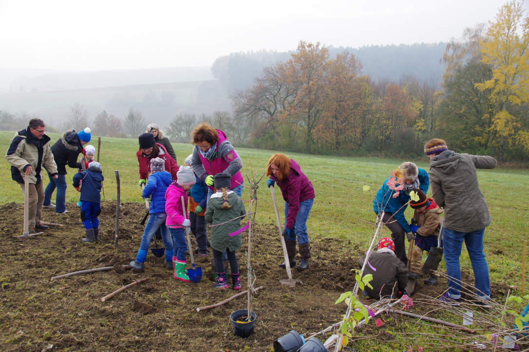 Gemeinsam pflanzen, pflegen und erhalten die OGV im Landkreis Streuobstwiesen. Foto: Stephanie Fleiner